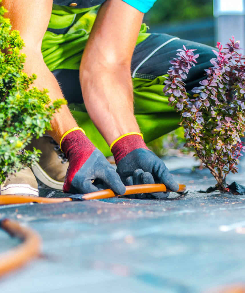 landscaper adding watering system to plant area